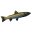 Pike