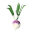 Turnip