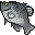 Black Crappie