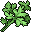 Cilantro