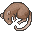 Dead Rat