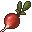 Radish