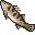 Sauger