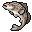 Striped Bass