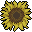 Sunflower Head