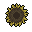 Sunflower Head (Dried)