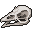 Turkey Skull