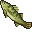 Walleye